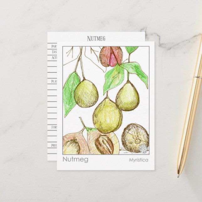 Nutmeg Medicinal Materia Medica Herb Study  Postcard (Front/Back In Situ)