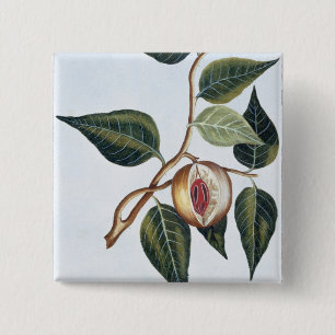 Nutmeg, plate 7, from 'Collection Precieuse et Enl 15 Cm Square Badge