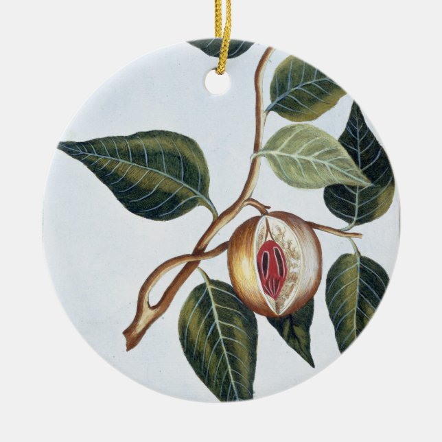 Nutmeg, plate 7, from 'Collection Precieuse et Enl Ceramic Tree Decoration (Front)
