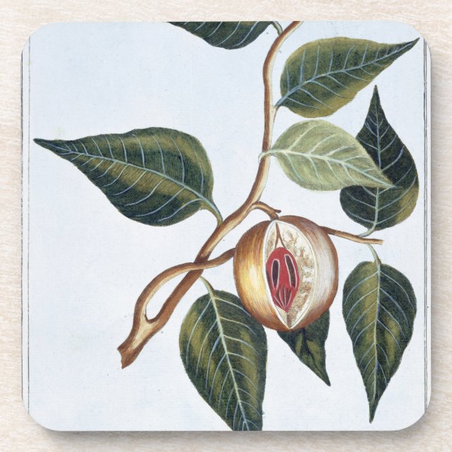 Nutmeg, plate 7, from 'Collection Precieuse et Enl Coaster (Front)