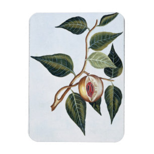 Nutmeg, plate 7, from 'Collection Precieuse et Enl Magnet