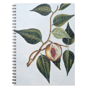 Nutmeg, plate 7, from 'Collection Precieuse et Enl Notebook