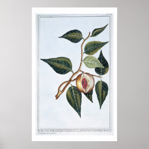 Nutmeg, plate 7, from 'Collection Precieuse et Enl Poster