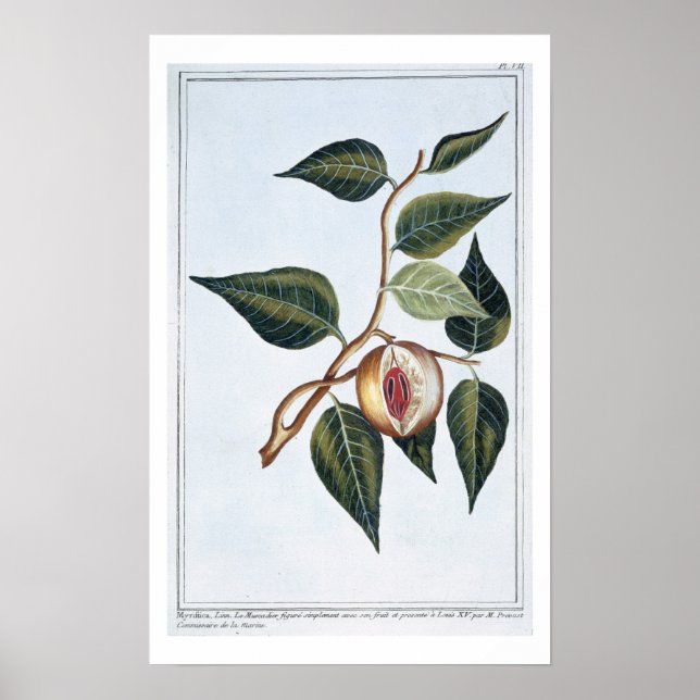 Nutmeg, plate 7, from 'Collection Precieuse et Enl Poster (Front)