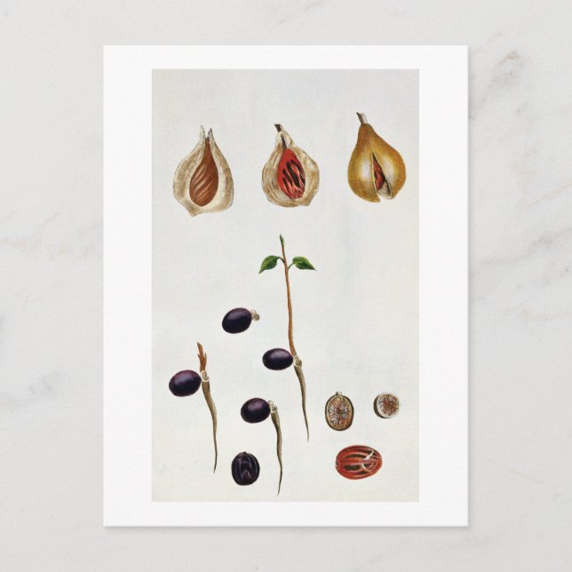 Nutmeg, plate 8, from 'Collection Precieuse et Enl Postcard (Front)