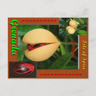 Nutmeg Postcard