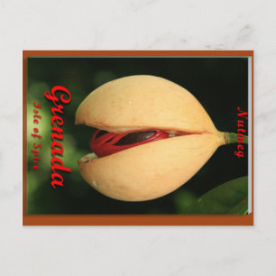 Nutmeg Postcard
