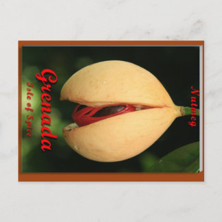 Nutmeg Postcard