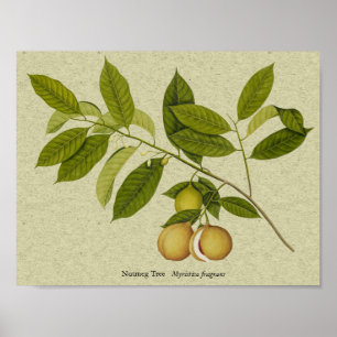 Nutmeg tree botanical print
