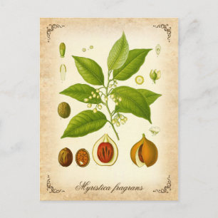 Nutmeg - vintage illustration postcard
