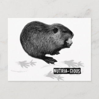 Nutritious Nutria Postcard