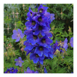 Nuttall's Larkspur Flowers Photo Print
