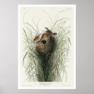Nuttall's lesser-marsh Wren by Audubon Poster