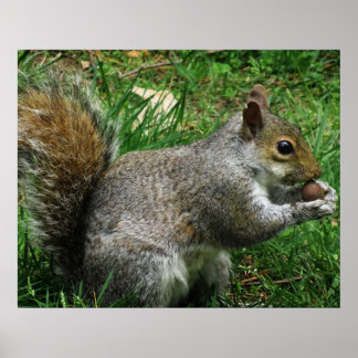 Nutty squirrel Closeup Poster