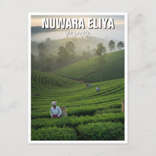 Nuwara Eliya Tea Plantation Sri Lanka Postcard