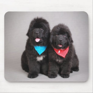 Nuwfie brothers mouse mat