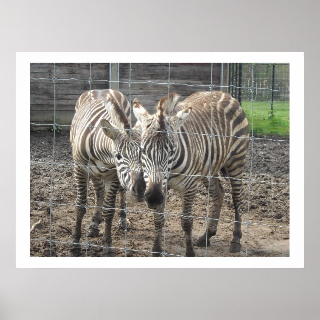 Nuzzling Zebras Poster (Front)