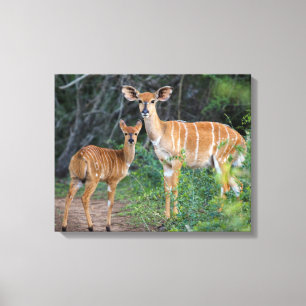 Nyala (Tragelaphus Angazii) With Young, Ndumo Canvas Print