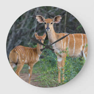 Nyala (Tragelaphus Angazii) With Young, Ndumo Large Clock