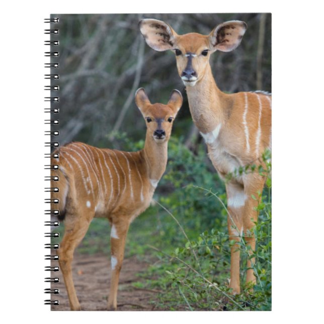 Nyala (Tragelaphus Angazii) With Young, Ndumo Notebook (Front)