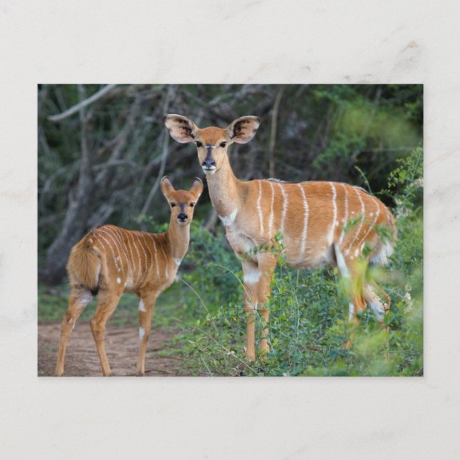 Nyala (Tragelaphus Angazii) With Young, Ndumo Postcard (Front)