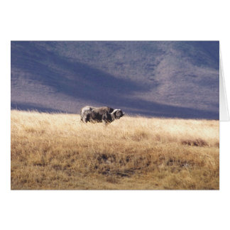 Nyati (Cape Buffalo)