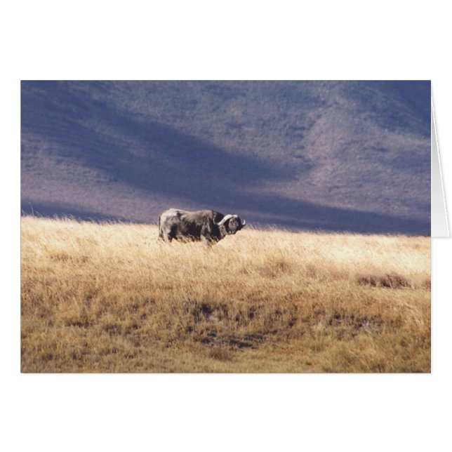 Nyati (Cape Buffalo) (Front Horizontal)