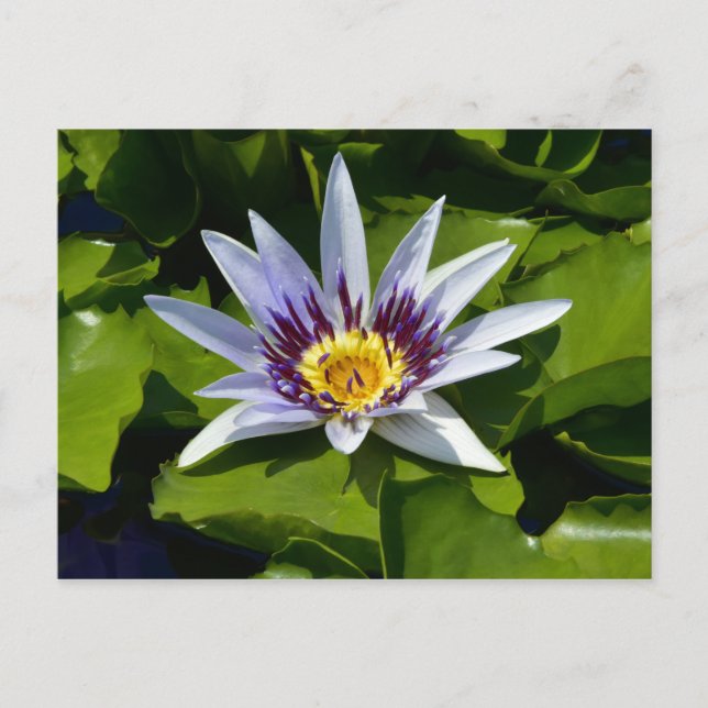 Nymphaea colorata - African Waterlily Tanzania Postcard (Front)