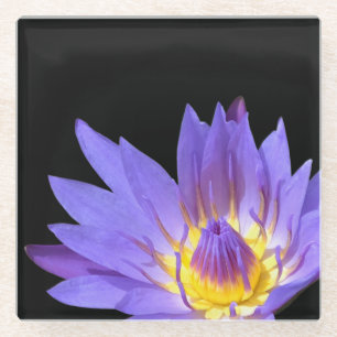 Nymphaea Glass Coaster