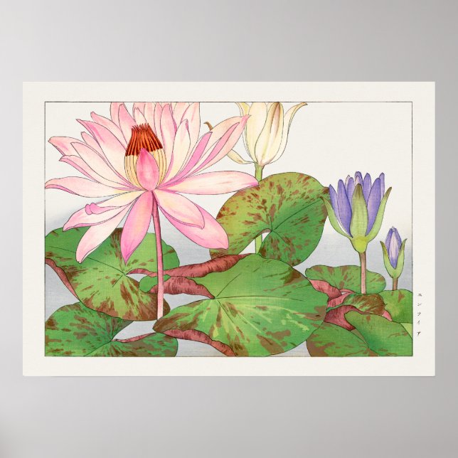 Nymphaea Lotus #1, Pink, Lily Pad, Tanigami Konan, Poster (Front)