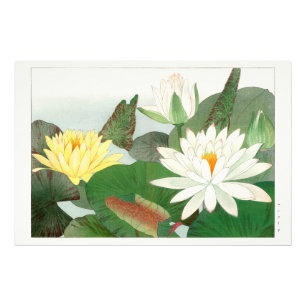 Nymphaea lotus, Japanese woodblock print, 1917 Photo Print