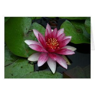 Nymphaea tetragona