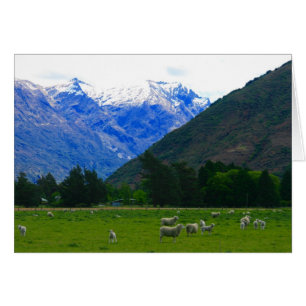 nz field sheep