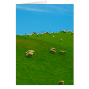 nz hill sheep