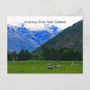 nz sheepscape postcard