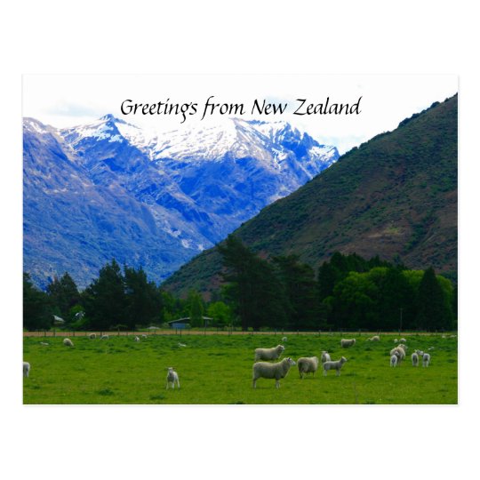 nz sheepscape postcard