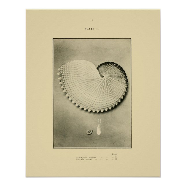 NZ Shells - Argonauta nodosa and Spirula Peroni Poster (Front)