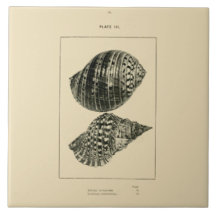NZ Shells - Dolium variegatum, Lotorium rubicundum