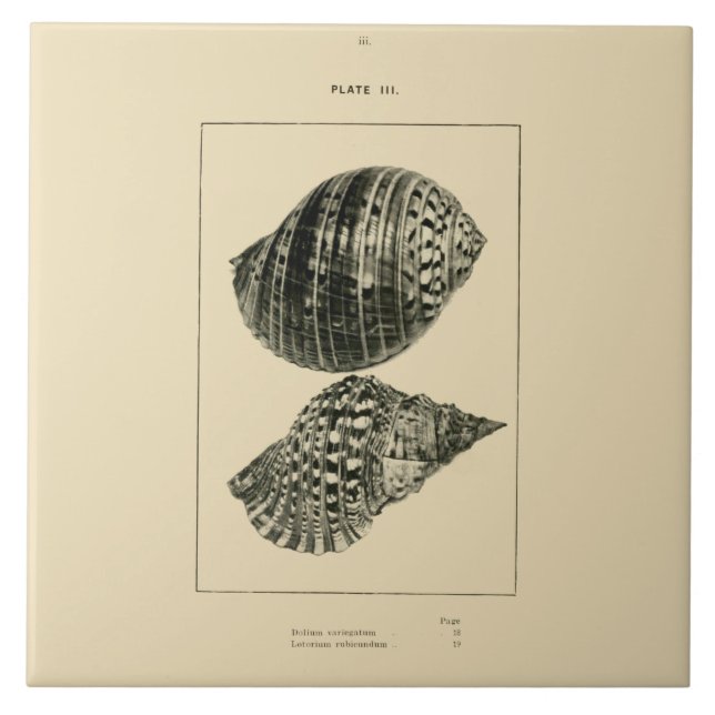 NZ Shells - Dolium variegatum, Lotorium rubicundum Tile (Front)