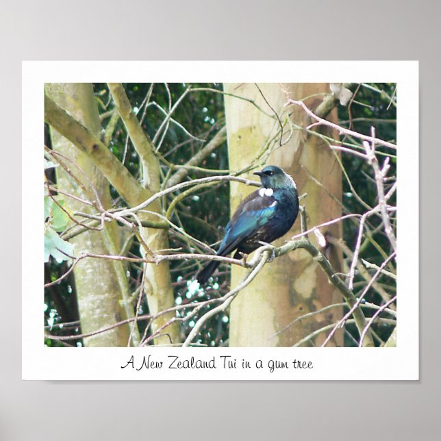 NZ Tui in a Gum Tree Poster (Front)