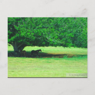 OAHU,HAWAII #19 POSTCARD