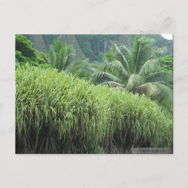 OAHU,HAWAII #2 POSTCARD (Front)
