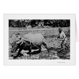Oahu, Hawaii - A Water Buffalo & Farmer Tilling