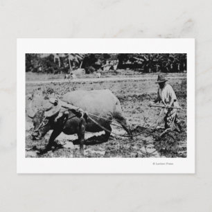 Oahu, Hawaii - A Water Buffalo & Farmer Tilling Postcard