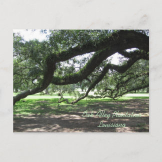 Oak Alley-Live oak tree branches, Oak Alley Pla... Postcard