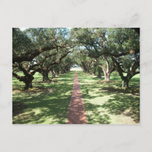 Oak Alley Plantation pathway Postcard
