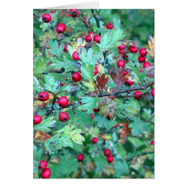 Oak and berries (Front)