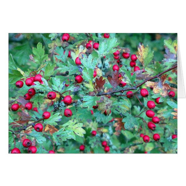 Oak and berries (Front Horizontal)