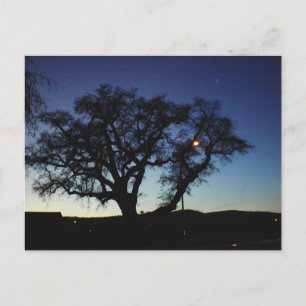 Oak at Dusk in Paso Robles Postcard