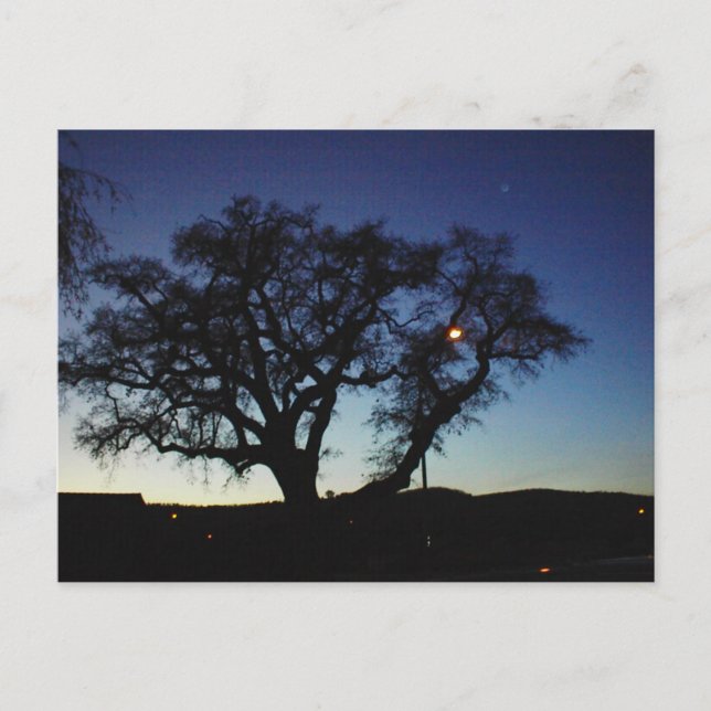Oak at Dusk in Paso Robles Postcard (Front)
